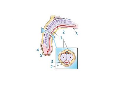 будынак пеніса